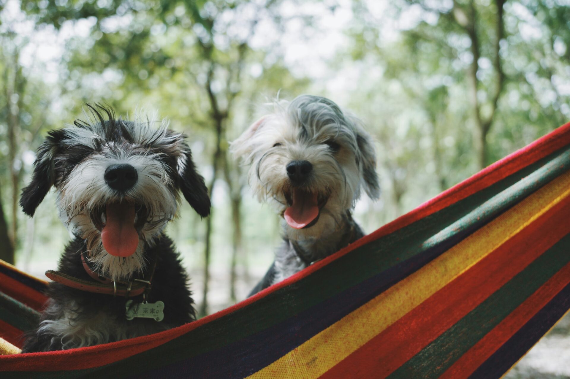 Insect-Based Dog Food: A Sustainable Alternative for Pet Nutrition