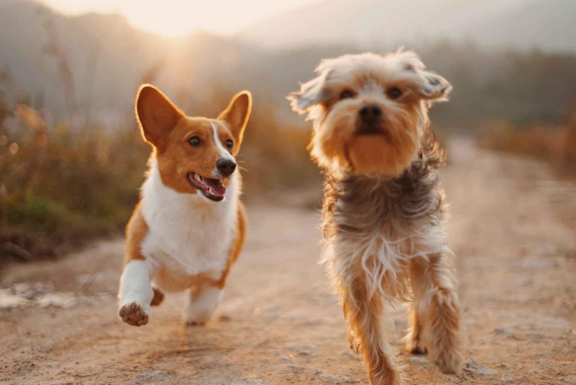 Understanding Hypoallergenic Dog Food: Is It Right for Your Pet?