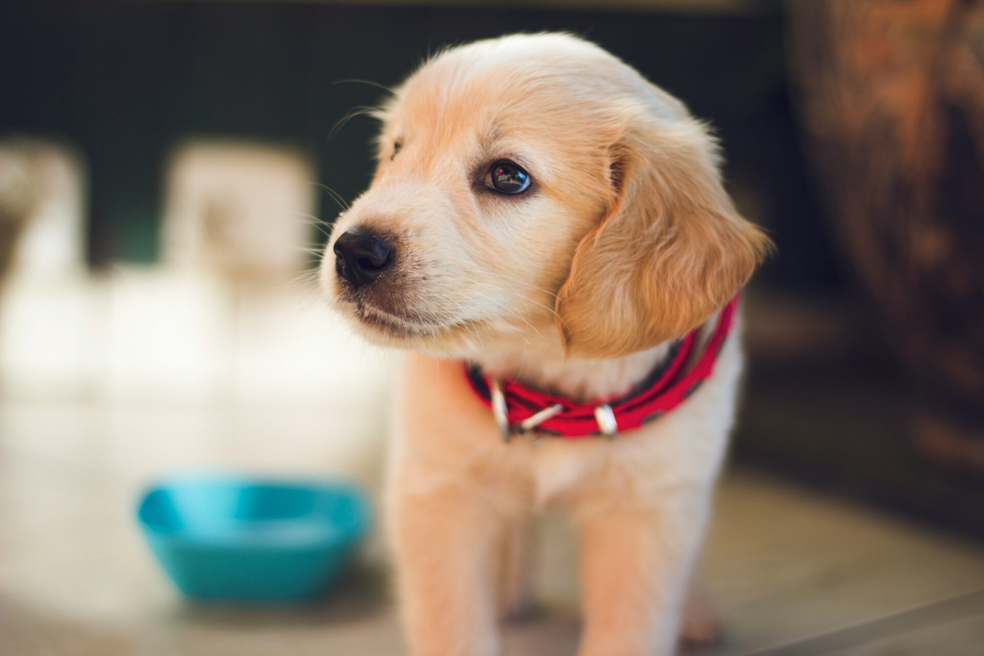 Choosing the Best Hypoallergenic Treats for Your Dog