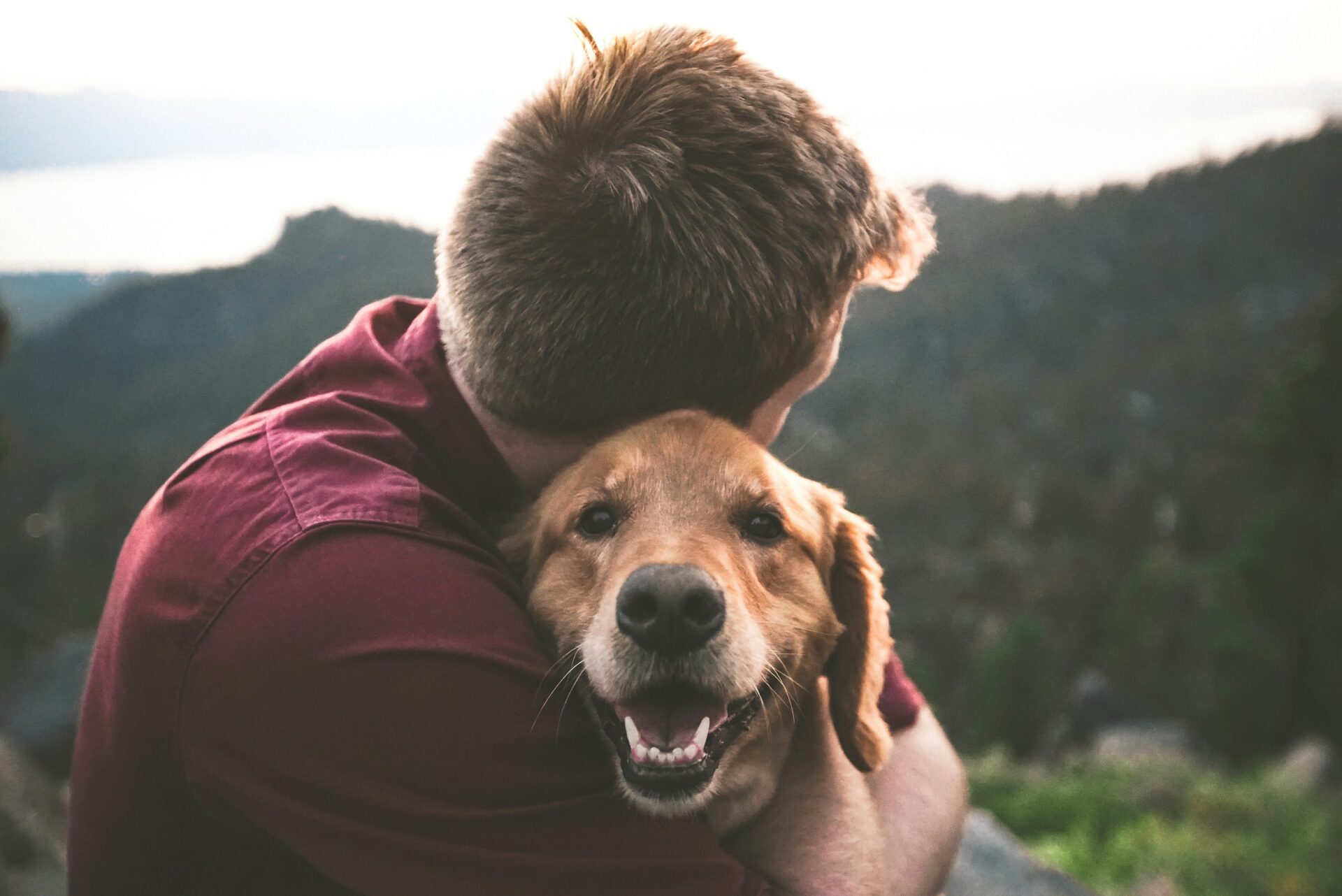 Novel Protein Dog Food: Exploring Unique Protein Sources