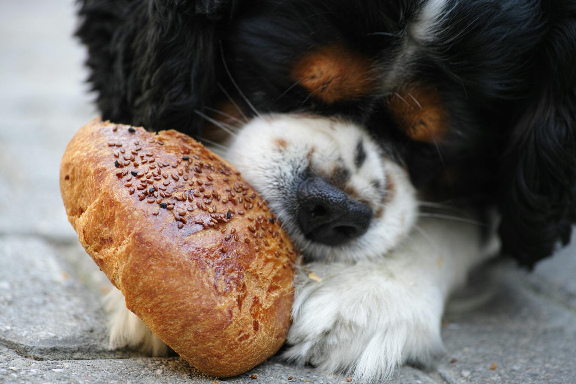 Understanding and Managing Dog Food Allergies: A Comprehensive Guide