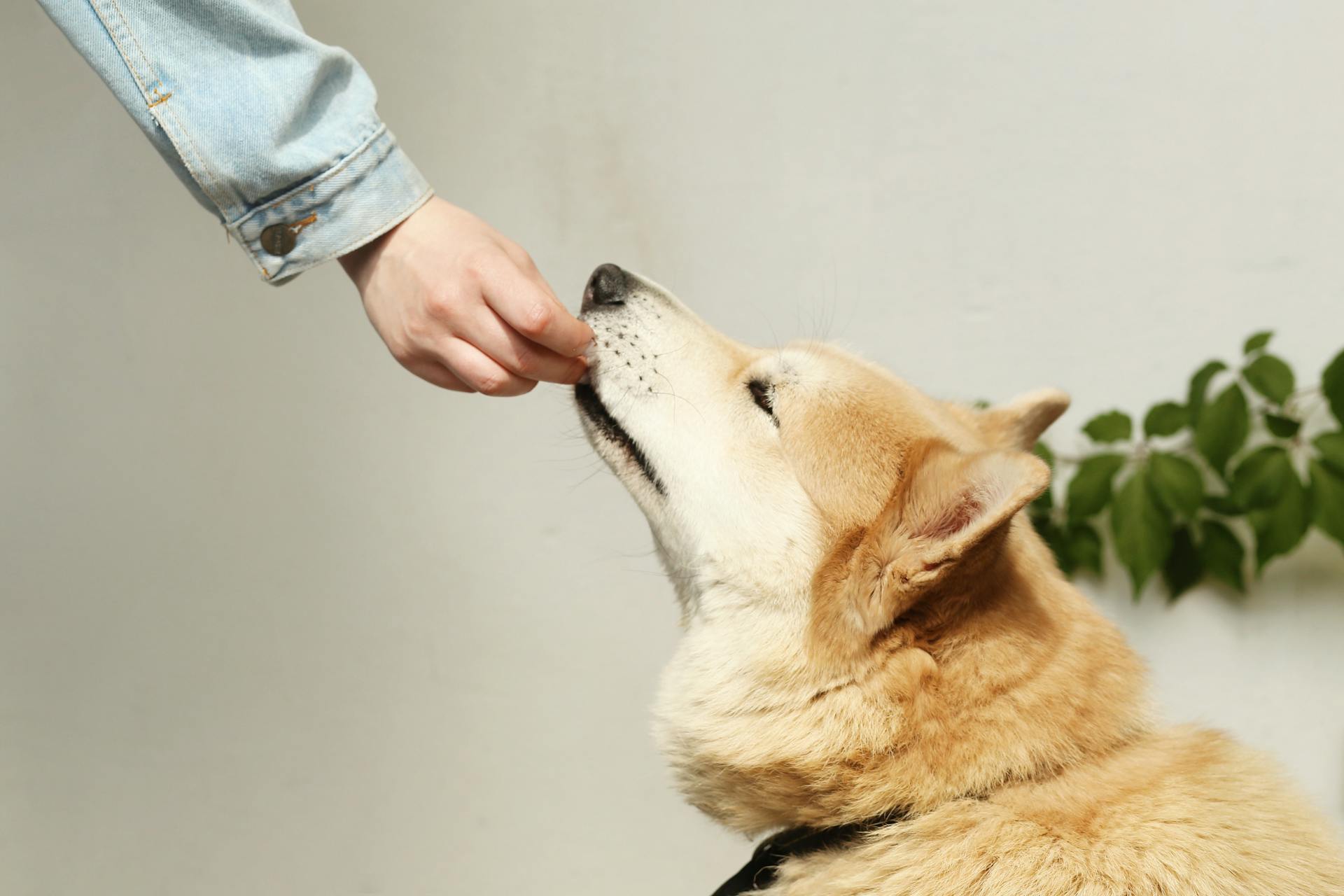 The Revolutionary Rise of Insect Protein Dog Food: A Sustainable Solution for Modern Pet Care